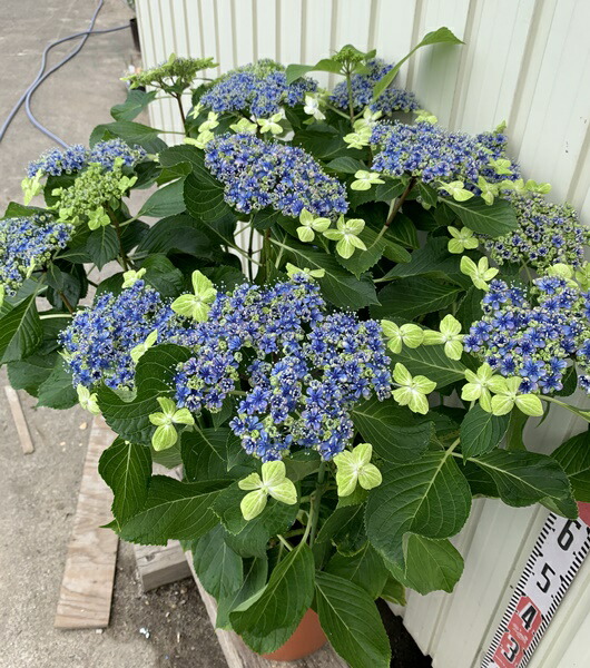 紫陽花 アジサイ 紫陽花 あじさい 大島緑花 オオシマリョッカ １０号鉢植え 千草園芸 苗物 花終わり 花の苗物 21年入荷株