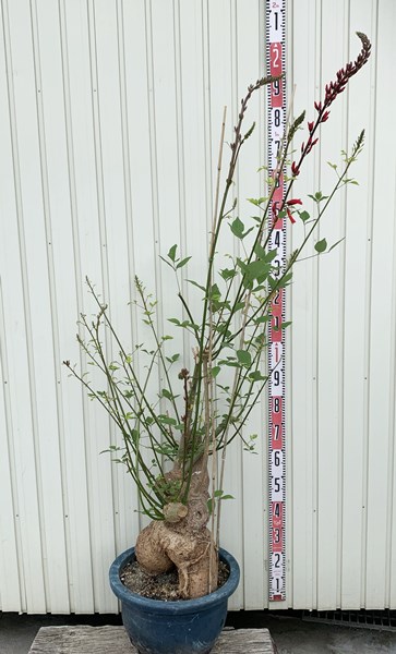 現品 植木 アメリカデイゴ ガーデニング 農業 サンゴシトウ 珊瑚紫豆 13号 千草園芸 現品 植木 アメリカデイゴ ガーデニング 農業 サンゴシトウ 珊瑚紫豆 13号 千草園芸