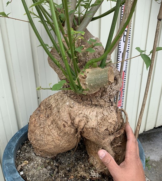 現品 植木 アメリカデイゴ ガーデニング 農業 サンゴシトウ 珊瑚紫豆 13号 千草園芸