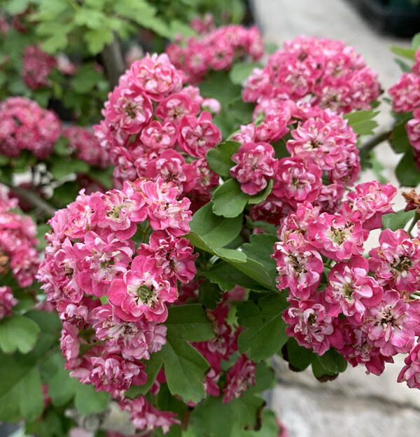 楽天市場 紅花サンザシ ベニバナサンザシ 6号苗 K01 千草園芸