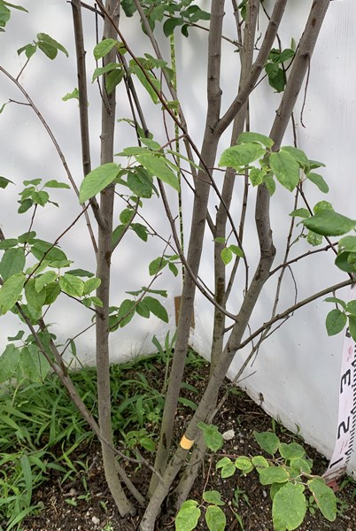 珍しい桃花種 花 果実 紅葉と楽しめる 苗木 2 5m 千草園芸 植木 ガーデニング 農業 ジューンベリーロビンヒル ピンク 株立ち 現品