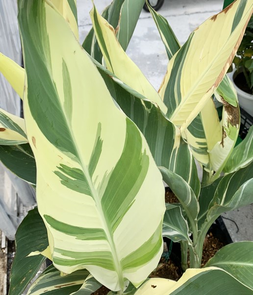 楽天市場】斑入りカンナ ベンガルタイガー 5.5号苗 : 千草園芸
