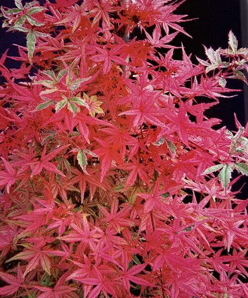 最安値挑戦 送料無料 現品庭木 植木 サンゴカクもみじ 珊瑚閣 紅葉 樹高160ｃｍ 佐川急便発送 現品限り 落葉樹 配達時間のご指定はできません はい 了解です Www Raveby Com