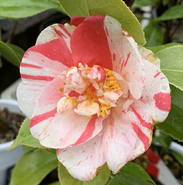 楽天市場】【現品】椿 寒丹花 8号接木苗木 T121 : 千草園芸