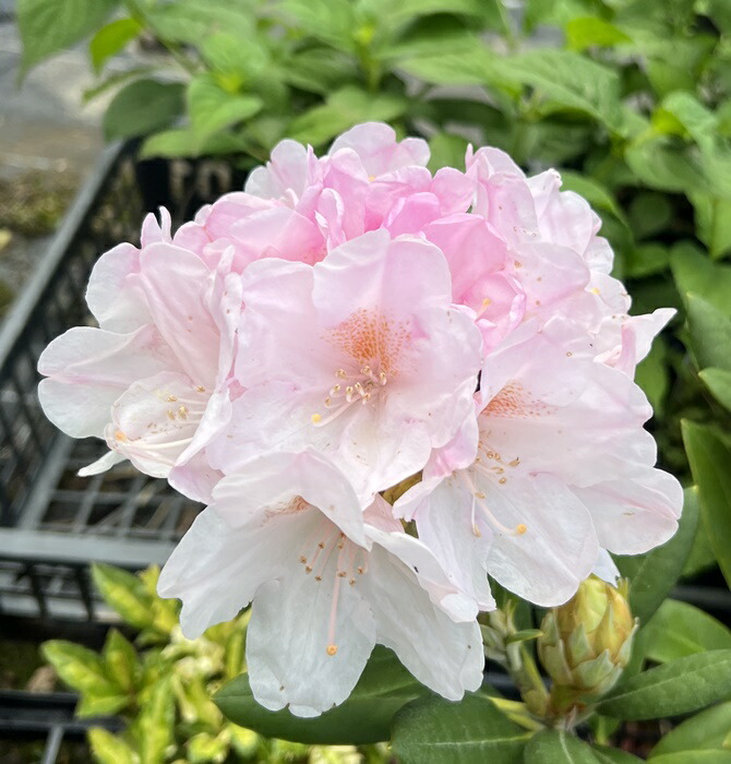 楽天市場】セイヨウシャクナゲ 1.5m 露地 苗木 : トオヤマグリーン