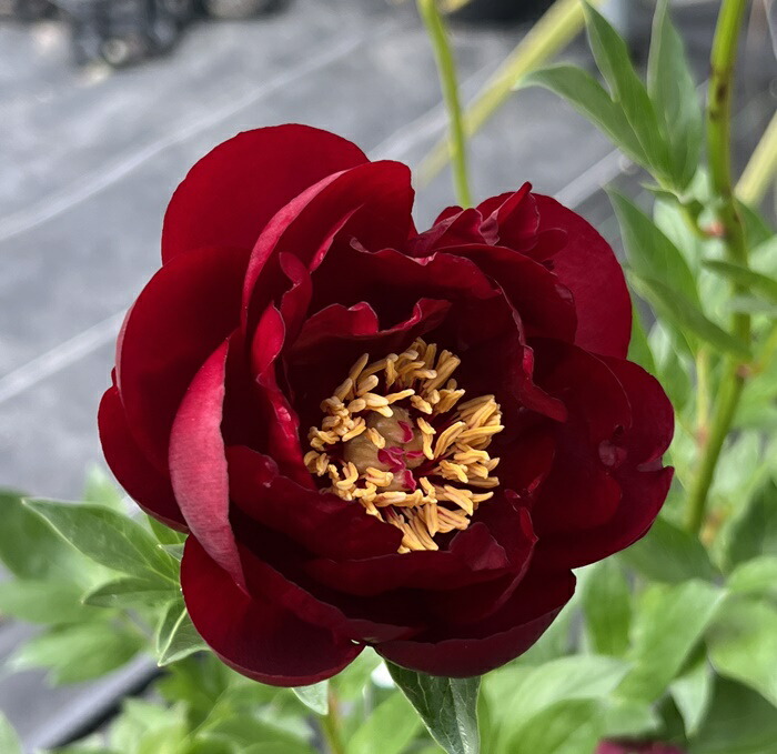 楽天市場】芍薬苗（シャクヤク苗） レッドレッドローズ 5号苗(f04