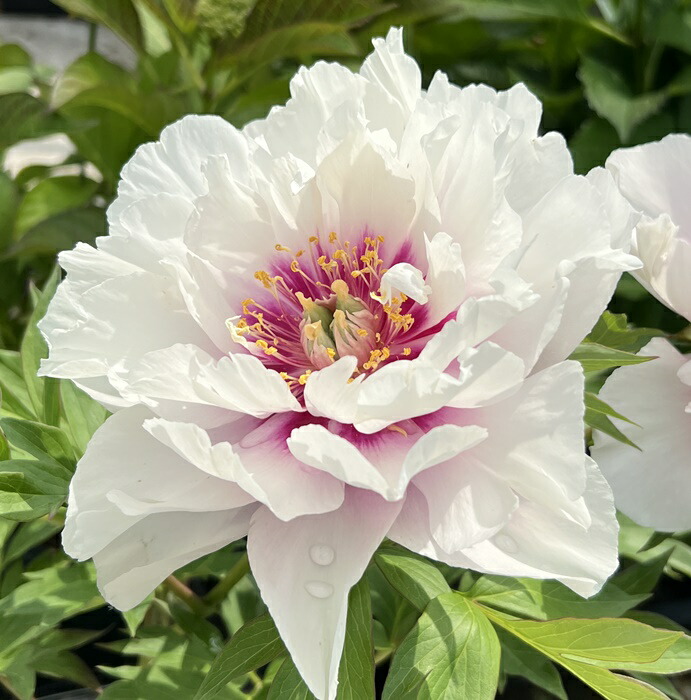 楽天市場】ハイブリッドシャクヤク(芍薬) コーラルイス 6号苗 : 千草園芸