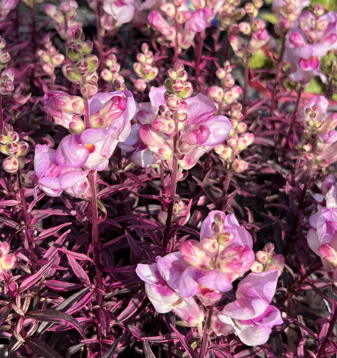 八重咲き花柘榴 花ザクロ 天絞り