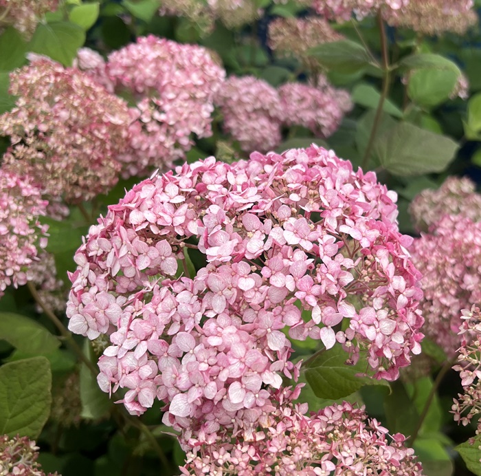 ☆新品種☆ピンクアナベル ルビィー - 植物/観葉植物