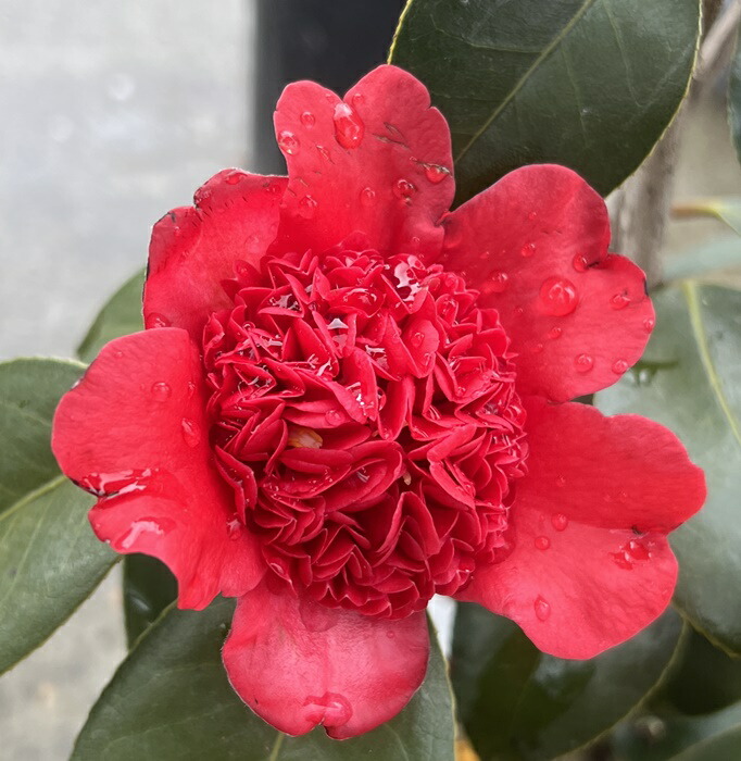 楽天市場】【樹形が選べる現品発送】椿（ツバキ） 日光（ジッコウ