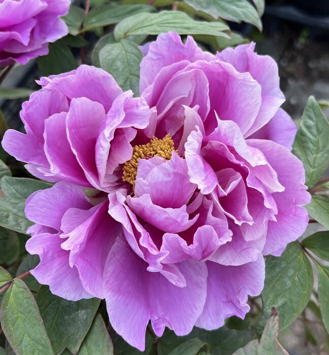 楽天市場】ボタン(牡丹) 苗木 八千代椿(ヤチヨツバキ) 7号