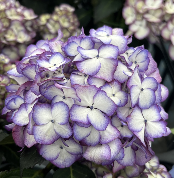 楽天市場】【現品限り】【花終わり】アジサイ（紫陽花、あじさい） 花