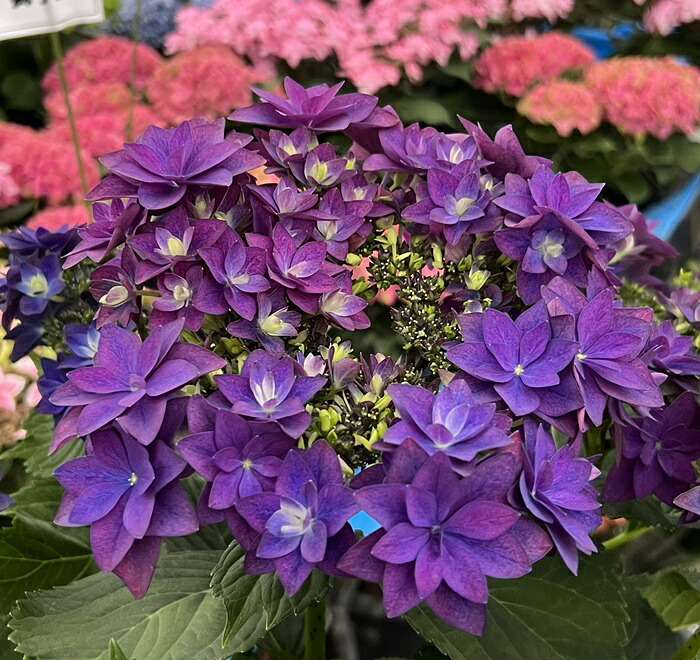 【楽天市場】【秋色】アジサイ(紫陽花、あじさい) フランシー 5号鉢植え【23年入荷株】:千草園芸