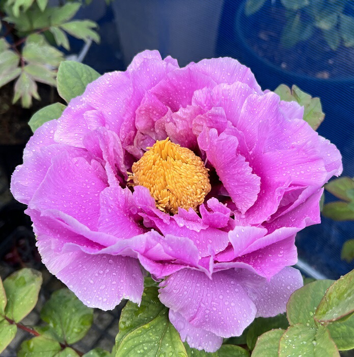 牡丹様♡ 楽天市場】ボタン(牡丹) 苗木 鎌田錦（カマタニシキ） 7号 : 千草園芸