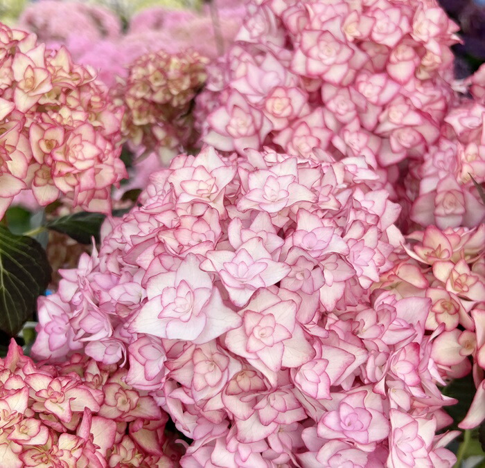 楽天市場】【花咲き過ぎ・花傷み】アジサイ（紫陽花・あじさい