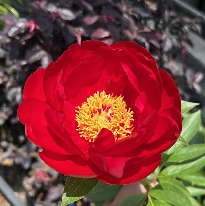 日付指定不可】 農家直送！芍薬(シャクヤク）滝の粧 10本セット
