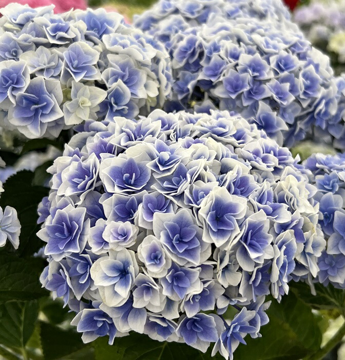 ファッション通販 楽天市場】【花咲き過ぎ】アジサイ（紫陽花・アジサイ 花