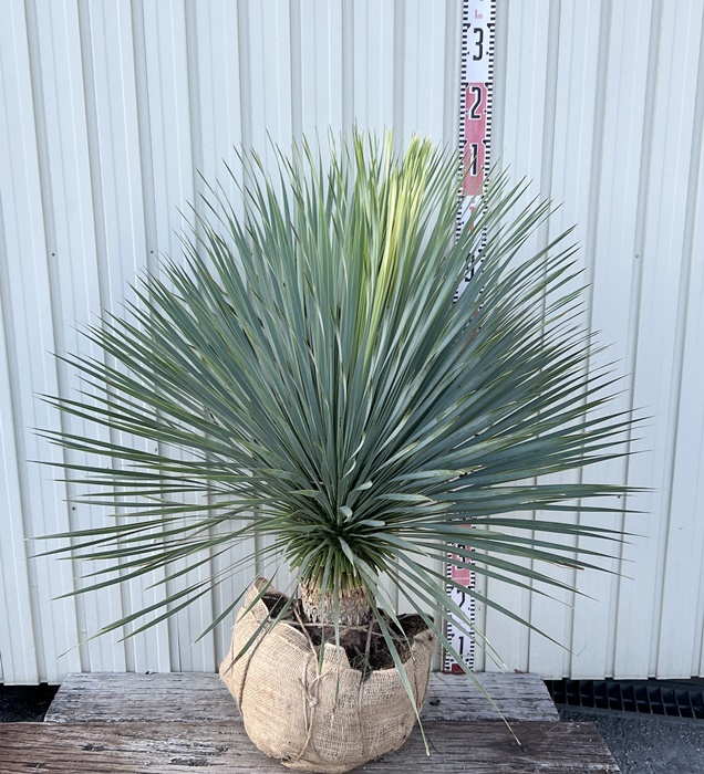 ユッカ ロストラータ 約:70cm【Yucca rostrata 】244352-