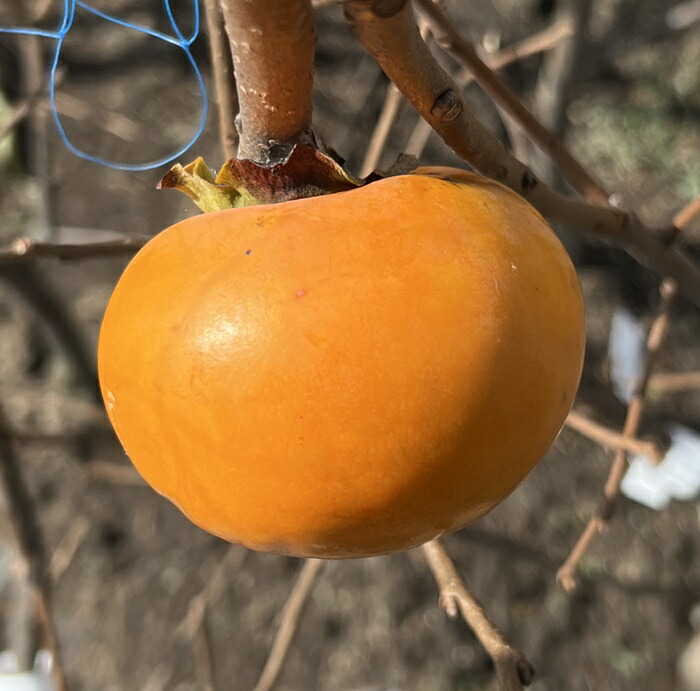 楽天市場】【実付き/現品】柿の木 次郎柿(ジロウガキ) 苗木 10号鉢植え