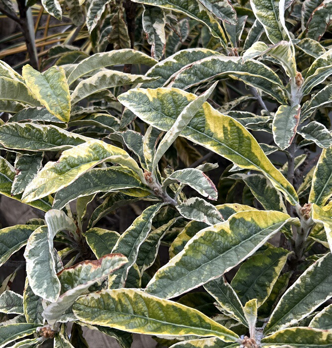 楽天市場】【現品】斑入り枇杷の木（フイリビワ） 苗木(接木苗) 樹高