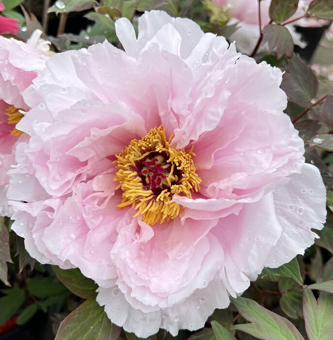 塚本　吉廣　牡丹 楽天市場】ボタン(牡丹) 苗木 新日月錦 （シンジツゲツニシキ） 7号