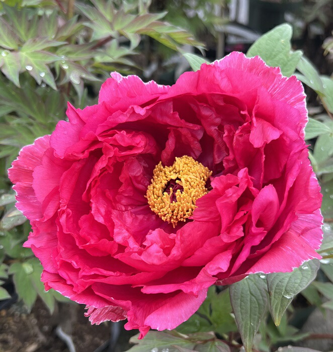 24K 24金 ぼたんの花 開口腕輪 H 楽天市場】【開花終わり/現品】ボタン(牡丹) 苗木 鎌田錦