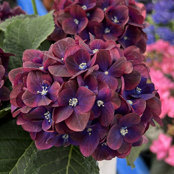 楽天市場】【花咲き過ぎ・花傷み】クロジクアジサイ マクロ