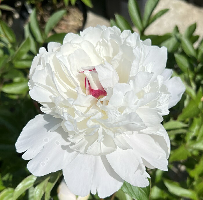 楽天市場】芍薬苗（シャクヤク苗） かぐや姫（カグヤヒメ）6号苗 : 千草園芸