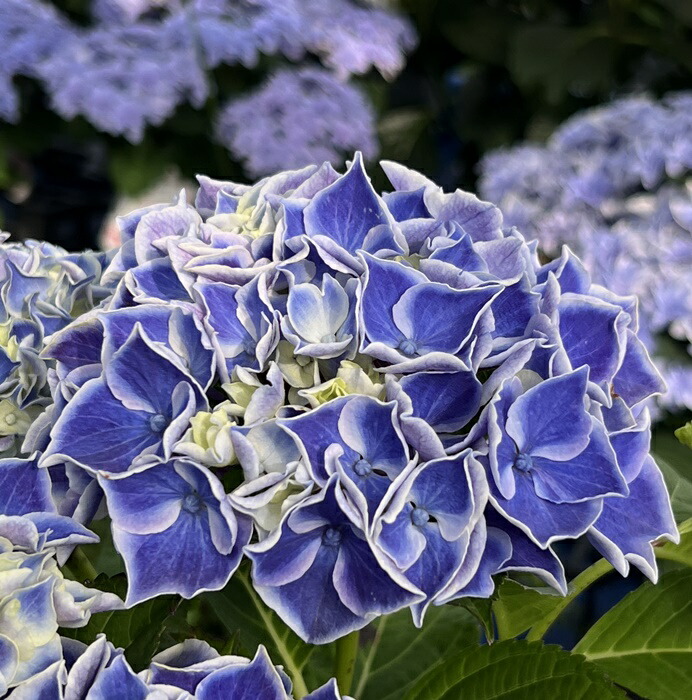 あじさい　2点 楽天市場】【花咲き過ぎ・花傷み】クロジクアジサイ マクロ