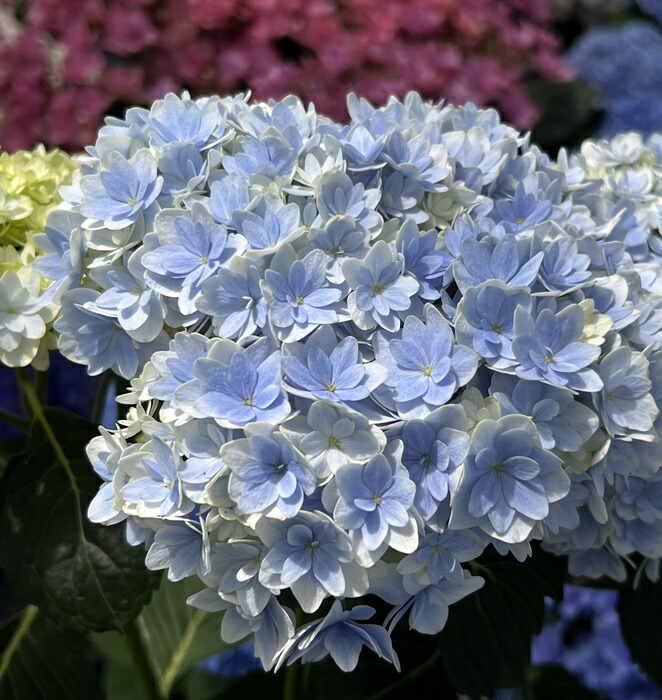 楽天市場】【花咲き進み・花傷み】アジサイ（紫陽花・あじさい） ミルフィオリ ピンク 5号苗【24年入荷株】 : 千草園芸