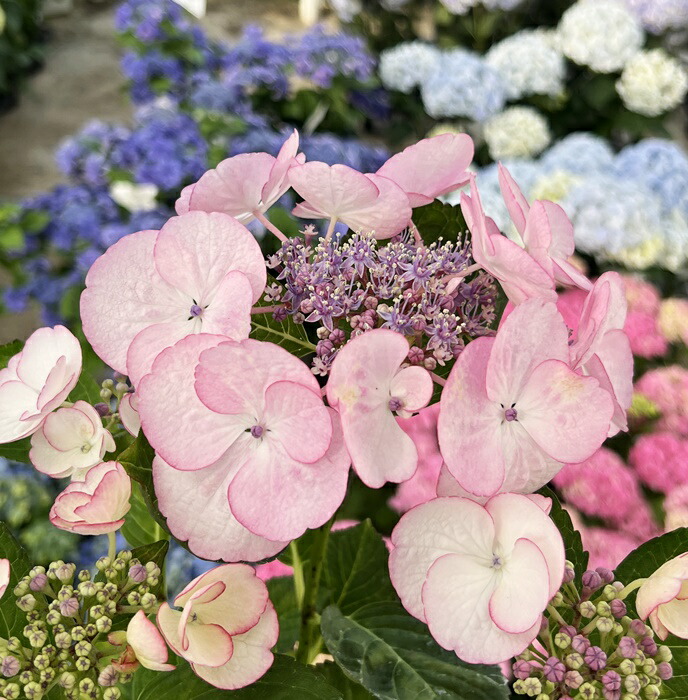 楽天市場】【花終わり】【屋外管理苗】アジサイ（紫陽花、あじさい）女神降臨（メガミコウリン）ブルー 4号鉢苗【24年入荷株】 : 千草園芸