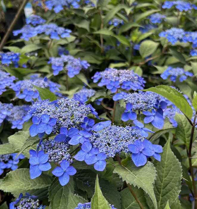 楽天市場】【屋外管理苗】斑入ノリウツギ ヤマアジサイ 雪月花（セツゲッカ） 3.5号苗(g08) : 千草園芸