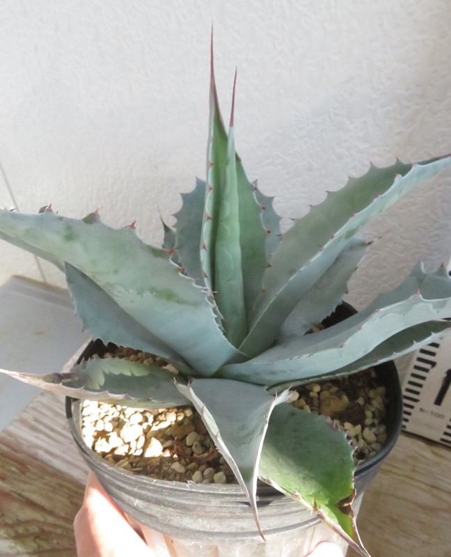 アガベ 吉祥あエクスパンサー セット 大小2点 アガベ 吉祥あエクスパンサー セット 大小2点 アガベ エクスパンサ