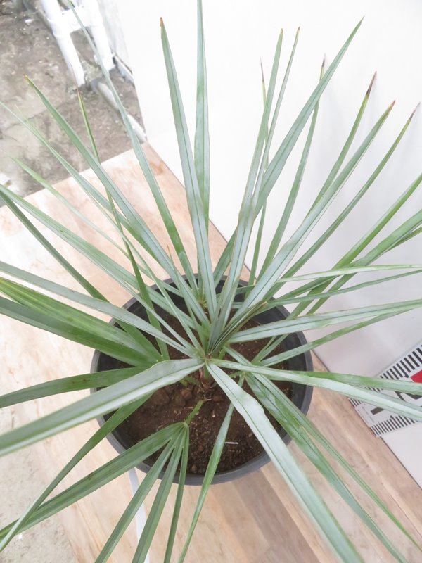 楽天市場】【現品・現物】【耐寒性ヤシ 椰子】チャメロプス・フミリス