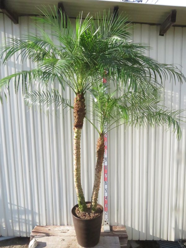 楽天市場】【選べる現品発送】フェニックス ロベレニー 9号フレグラー