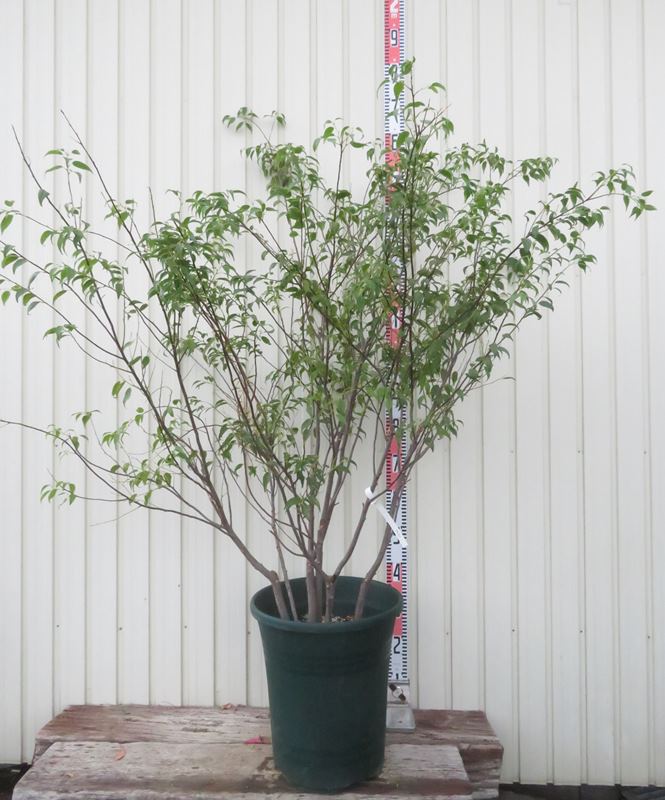 楽天市場】【現品発送】【6カ月枯れ保証】【山採り天然木】ハイノキ 株