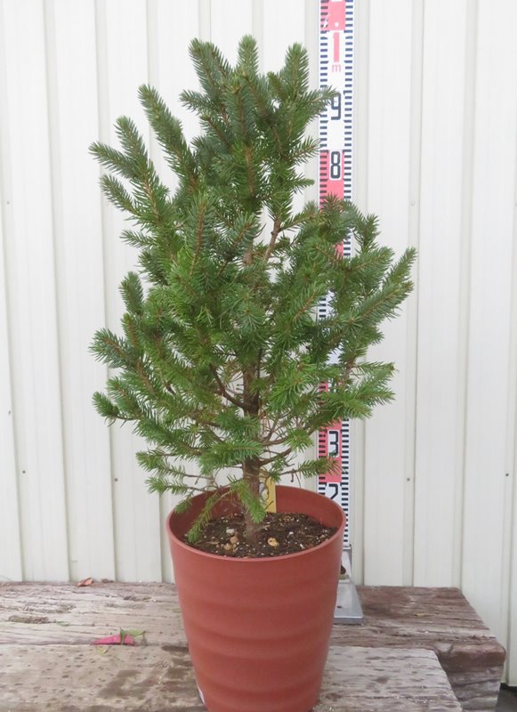 楽天市場】【お任せ品】もみの木の王様プンゲンストウヒ ホプシー(つぎ