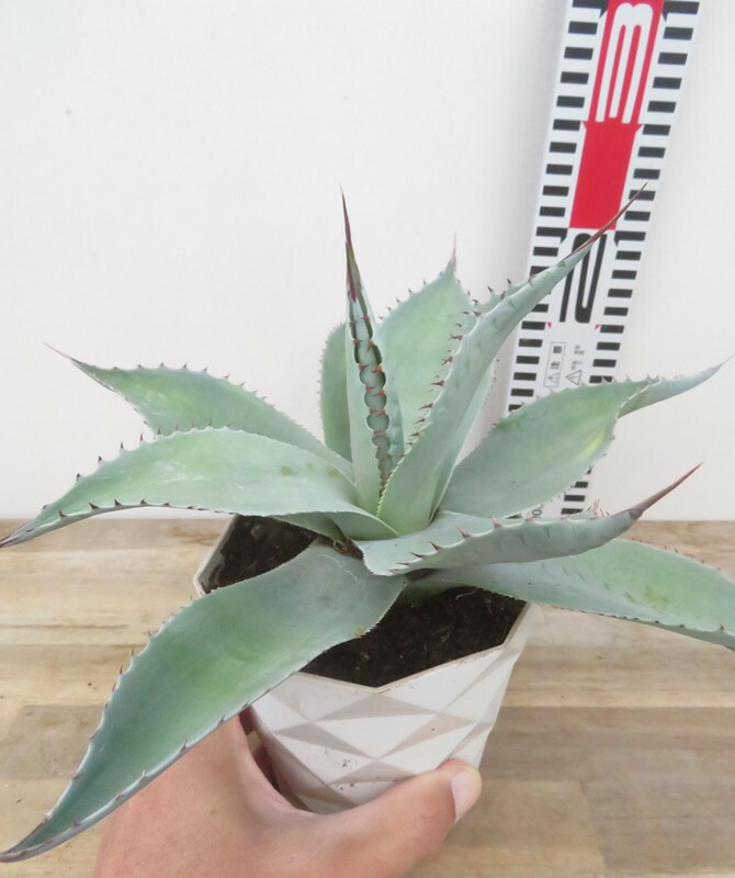 楽天市場】【現品】アガベ オバテイフォリア 斑入り 10号鉢植え A