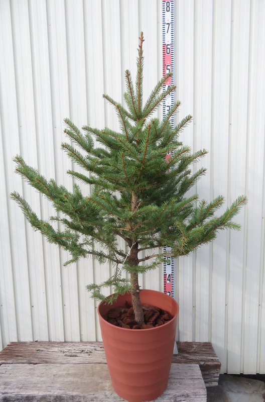 楽天市場】ピセア・プンゲンストウヒ「コロラドトーヒ」 苗木 4.5号