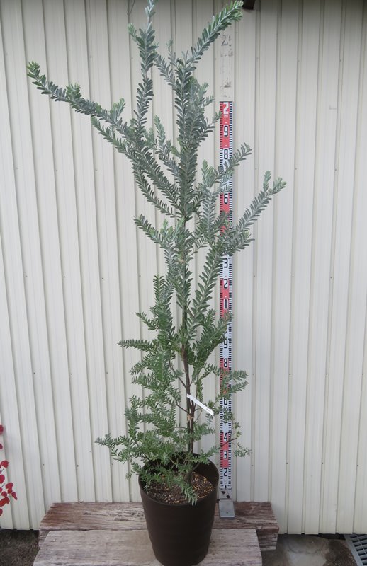 楽天市場】紫銀葉アカシア プルプレア 5.5号鉢植え 苗木(J06) : 千草園芸