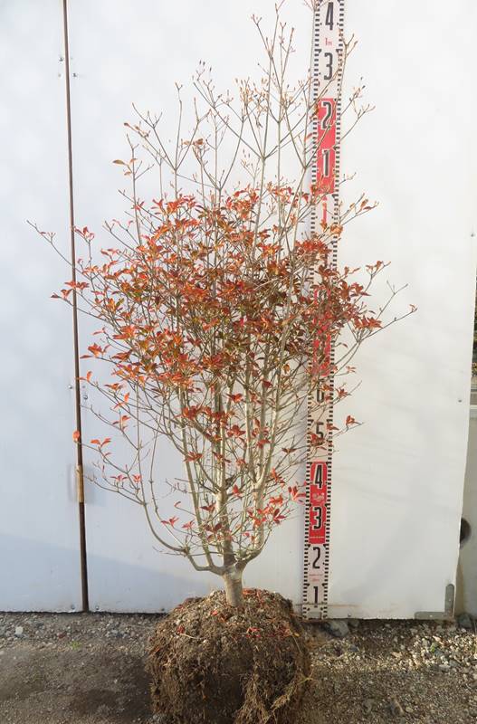 楽天市場】【現品発送】紅更紗ドウダンツツジ（ベニサラサ