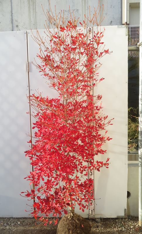 楽天市場】【現品】ベニドウダンツツジ(紅ドウダンツツジ) 苗木 樹高