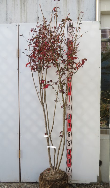 楽天市場】【現品発送】オトコヨウゾメ 苗木 特大 株立ち 樹高2.1m