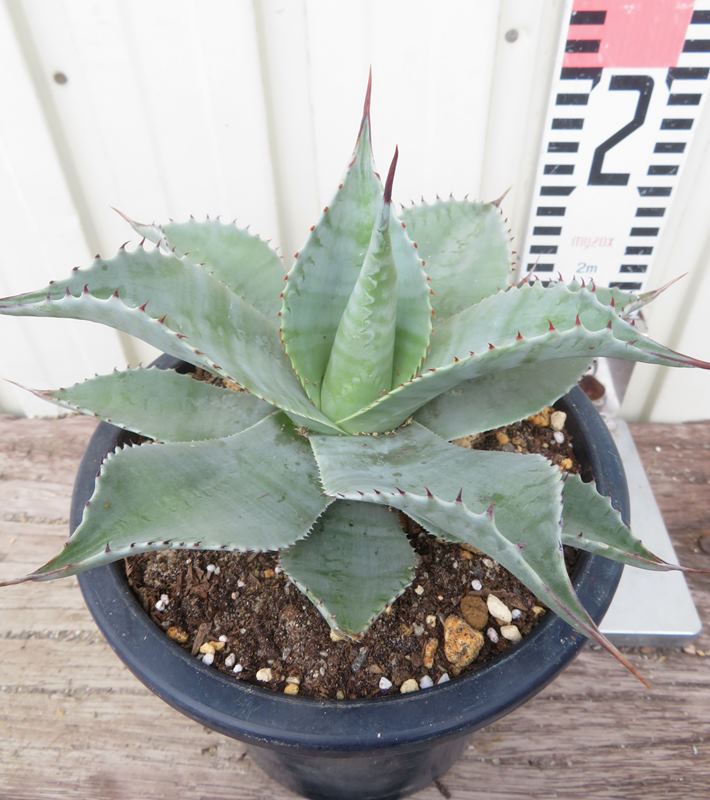 楽天市場】【現品】アガベ アメリカーナ シルバー色の輸入品 10号