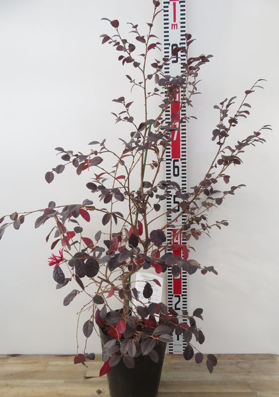 楽天市場】斑入りトキワマンサク 七彩（シチアヤ） 矮性 5号ポット苗