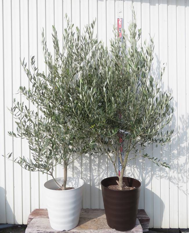 楽天市場】【選べる現品】オリーブの木 ルッカ 苗木 7号フレグラー