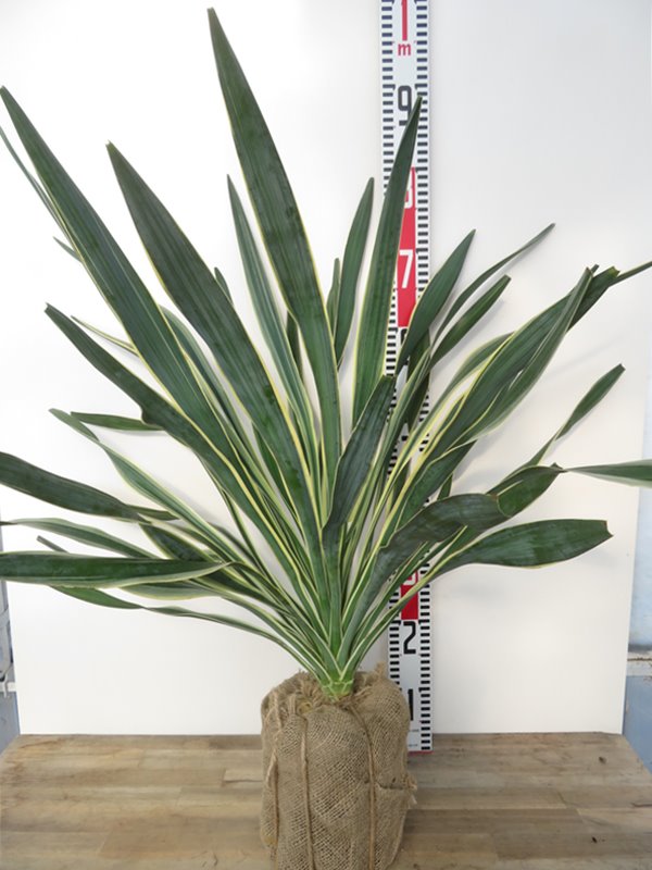 楽天市場】ユッカ（グロリオサ：斑入り） 7号 プラスチック鉢 1鉢