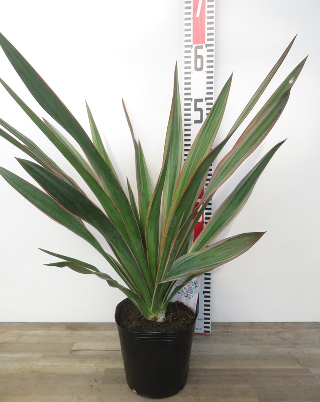 楽天市場】ユッカ（グロリオサ：斑入り） 7号 プラスチック鉢 1鉢