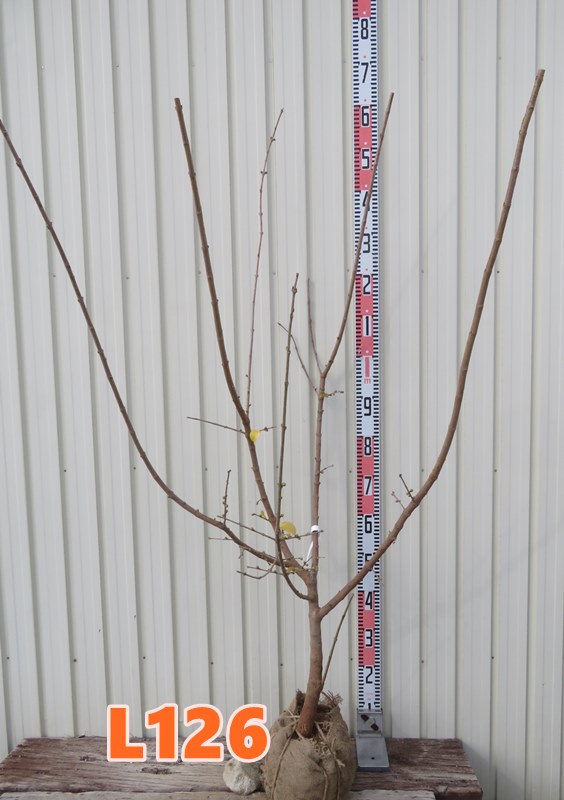 楽天市場】【選べる現品】蝋梅（ロウバイ）福寿（フクジュ）苗木 樹高