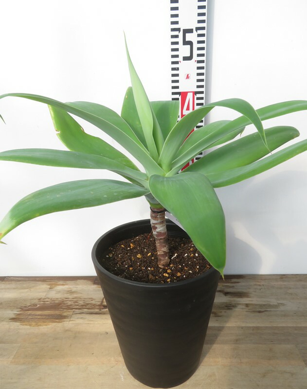 楽天市場】アガベ アテナータ カラズストライプ 7号 苗木【AK】 : 千草園芸